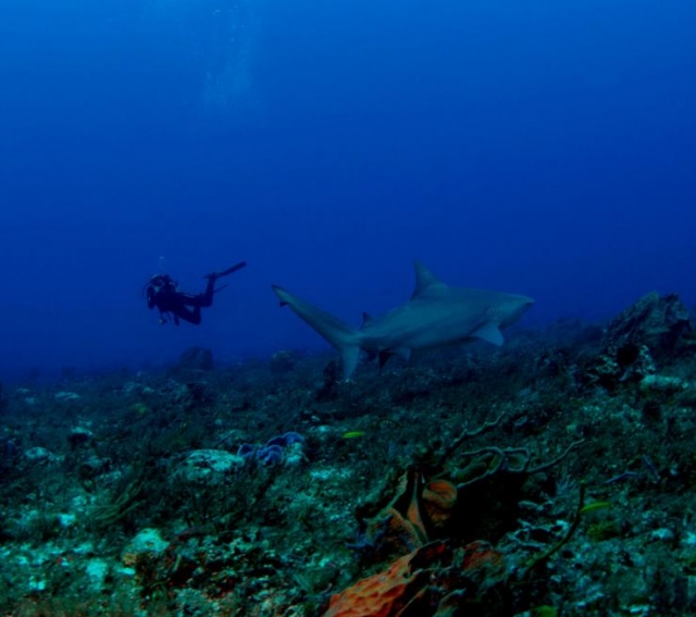 Buceo junto a tiburon